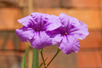 Image showing Two purple flowers blooming