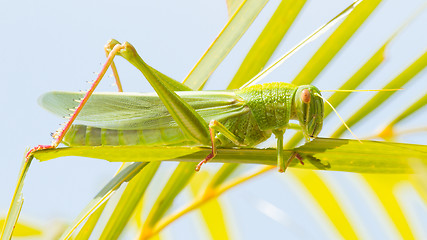 Image showing Large grasshopper, eating grass