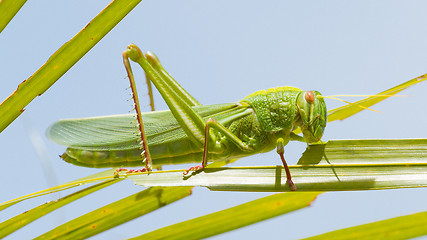 Image showing Large grasshopper, eating grass