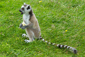 Image showing Ring-tailed lemur eating fruit