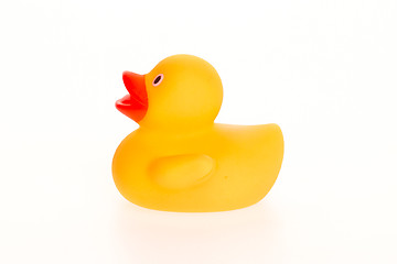 Image showing Orange duck isolated