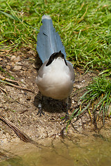 Image showing Northern Wheatear