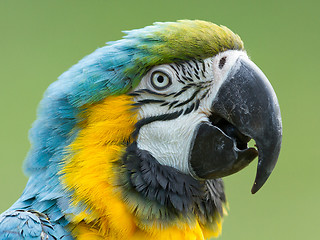 Image showing Close-up of a macaw parrot