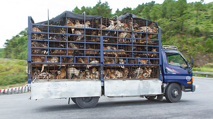 Image showing HUÉ, VIETNAM - AUG 4: Trailer filled with live dogs destined fo