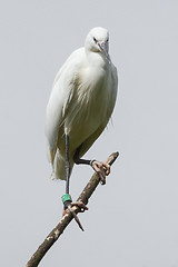 Image showing Little Egret (Egretta garzetta)