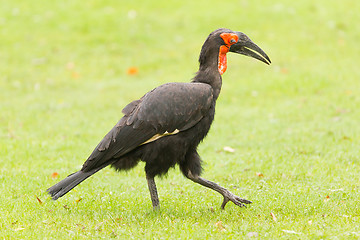 Image showing Southern Ground hornbill (Bucorvus leadbeateri)