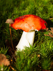 Image showing Forest mushrooms in the grass