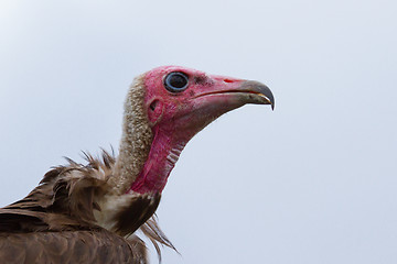 Image showing Close-up of a vulture