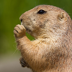 Image showing Cute prairie dog eating