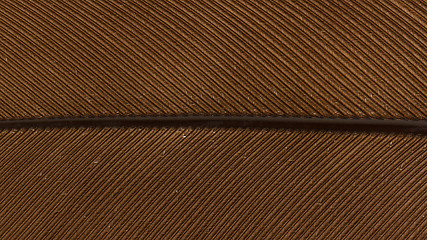 Image showing Large brown female peacock feather closeup