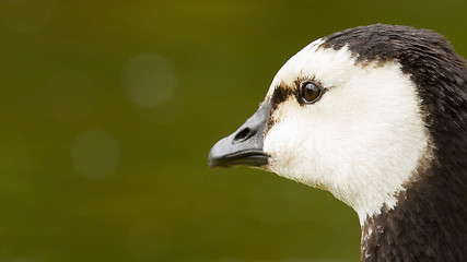 Image showing Close-up of a Barnacle Goose