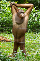 Image showing Orangutan (Pongo pygmaeus) in Saigon (Vietnam)