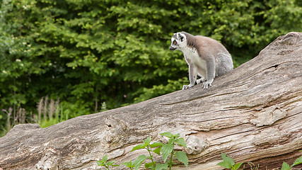Image showing Ring-tailed lemur in captivity