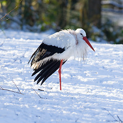 Image showing Adult stork standing in the snow