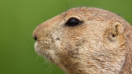 Image showing Prairie dog