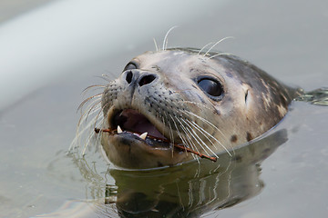 Image showing Close-up of a grey seal