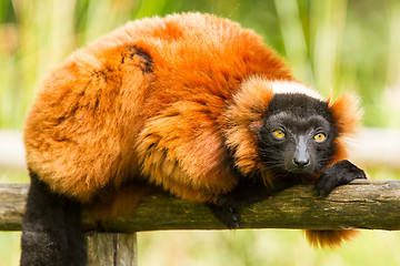 Image showing Red-bellied Lemur (Eulemur rubriventer)