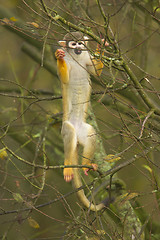 Image showing Macaque climbing a tree