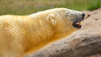 Image showing Close-up of a polarbear (icebear) 