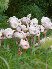 Image showing Group of Flamingos