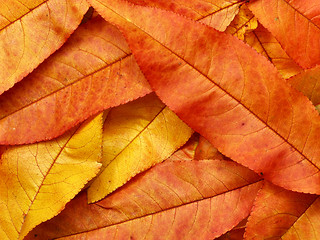 Image showing Autumn colorful leaves background