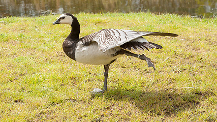 Image showing Barnacle Goose stretching