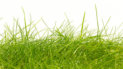 Image showing Close up of fresh thick grass with water drops