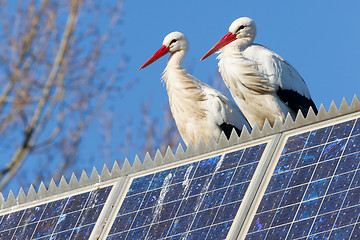 Image showing Pair of storks standing on a solar panel