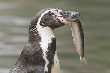 Image showing Penguin is eating a large fish