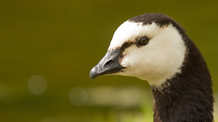 Image showing Close-up of a Barnacle Goose