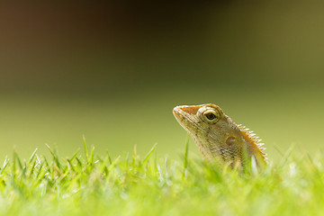 Image showing Close up of a lizard