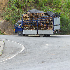 Image showing HUÉ, VIETNAM - AUG 4: Trailer filled with live dogs destined fo