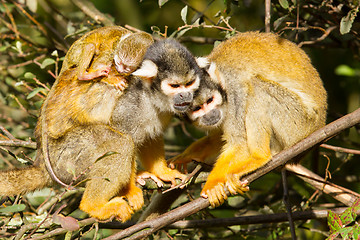 Image showing Young ape on the back of it's mother