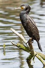 Image showing Cormorant in it's natural habitat