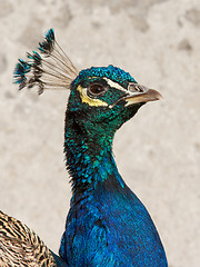 Image showing Male peacock