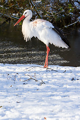 Image showing Adult stork standing in the snow