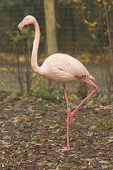 Image showing Bird flamingo 