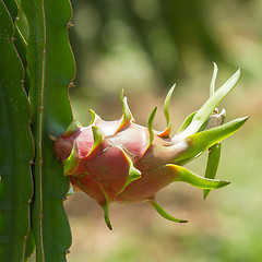 Image showing Woman harvesting a dragon fruit