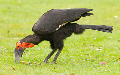 Image showing Southern Ground hornbill (Bucorvus leadbeateri)