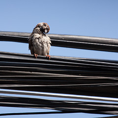 Image showing Eurasian Tree Sparrow sitting on a power cable, cleaning itself