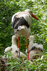 Image showing Stork with two chicks