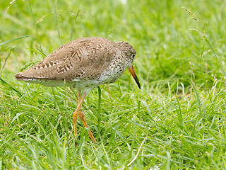 Image showing Redshank in the grass