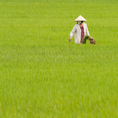 Image showing Farmer working on a ricefield in Vietnam, Nha Trang
