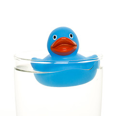 Image showing Blue duck