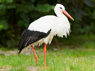 Image showing Adult stork in its natural habitat