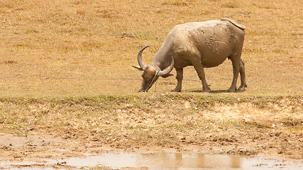 Image showing Large water buffalo grazing