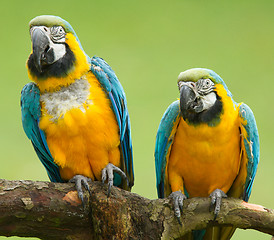 Image showing Close-up of two macaw parrots