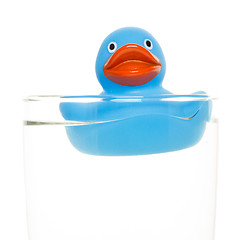 Image showing Blue duck