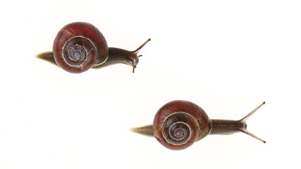 Image showing Two garden snails (Helix aspersa)