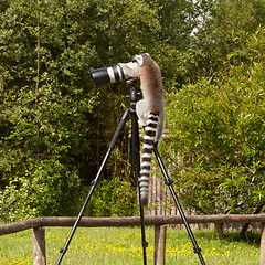 Image showing Ring-tailed lemur sitting on tripod